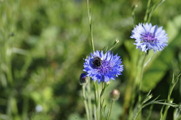 Eine Kornblume mit einer Biene