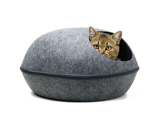 young gray cat Scottish chinchilla erect sits in an oval gray felt house on a white background