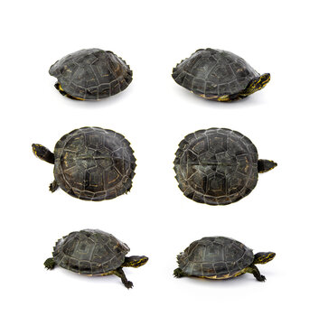 Set step tortoiseshell and and walking of Young Yellow - headed Temple Turtle (Hieremys annandalii) are walking. isolated on white background.