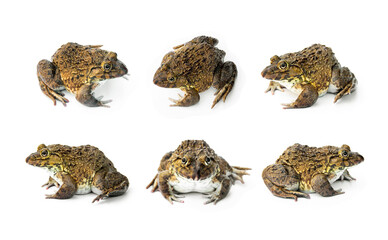 Set Chinese edible frog, East Asian bullfrog, Taiwanese frog (Hoplobatrachus rugulosus) with breeding husbandry is economic animals in agriculture of Thailand. isolated on white background.