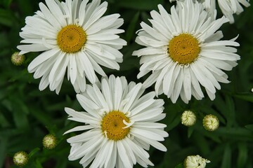 Beautiful Daisy flowers blooming in the garden