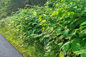 Japanese knotweed, Asian knotweed (Reynoutria japonica)
It forms thick, dense colonies that...