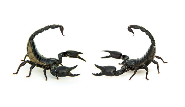 Two asian giant forest scorpions thai Heterometrus laoticus that are going to fight each other isolated on white background.
