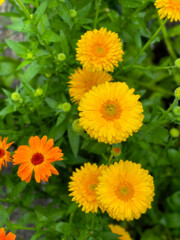 Fototapeta premium yellow chrysanthemum flowers