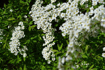 White blooming fruit tree, tender white flowers on the branch 