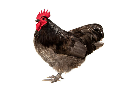 Chicken male have red comb. Blue australorp rooster isolated on white background. © Panupong