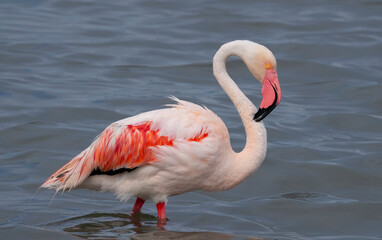 pink flamingos in their natural ecosystem
