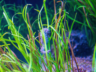 A seahorse hiding behind seaweed © Reelistic