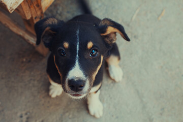 Beautiful young puppy looking up