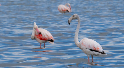 Naklejka na ściany i meble pink flamingos in their natural ecosystem 