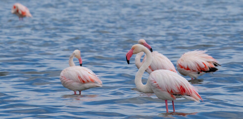 pink flamingos in their natural ecosystem
