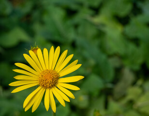 yellow chrysanthemum flower in the park