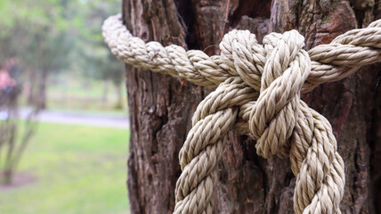 A brown rope knotted securely to a sturdy tree trunk. Close-up of the knot. Rope around the tree trunk. Wonderful natural environment. Close-up climbing a white rope.