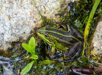 frog in a swamp by the water