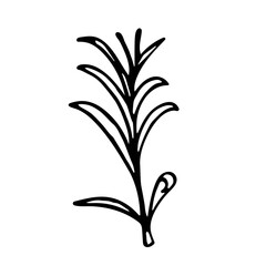 A sprig of rosemary on a stem with leaves. A botanical design element for decorating menus and recipes. Simple black and white vector illustration, hand-drawn, isolated on a white background