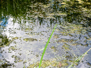 frog in a swamp by the water