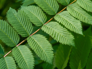 Tropical background green plant leaf South America forest jungle palm tree