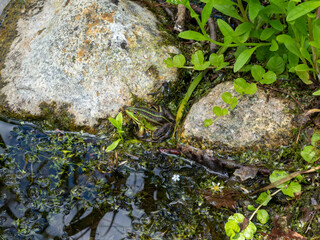 frog in a swamp by the water