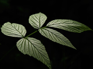 Tropical background green plant leaf South America forest jungle palm tree