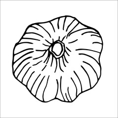 The garlic head stands out against a white background. The garlic head is isolated on a white background.