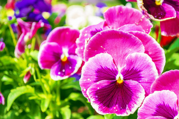 Fototapeta na wymiar Closeup of colorful pansy flower