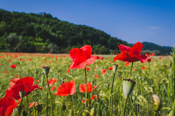 Fototapeta na wymiar Red poppies and wheat field during sunrise in the summer. Podcetrtek, Slovenia.