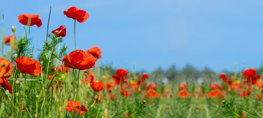 Bloem weide veld achtergrond banner panorama - mooie bloemen van klaprozen papaver Papaver rhoeas in de natuur, close-up. Natuurlijk lente-zomerlandschap met rode klaprozen en blauwe lucht