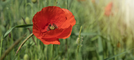 Flower meadow field background banner panorama - Beautiful flowers of poppies Papaver rhoeas in nature, close-up. Natural spring summer landscape with red poppies and green grasses