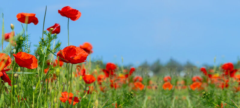 Flower meadow field background banner panorama - Beautiful flowers of poppies poppy Papaver rhoeas in nature, close-up. Natural spring summer landscape with red poppies and blue sky