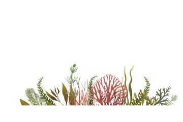 Seaweed color design template. Hand drawn seaweeds illustrations on white. Sea food banner.