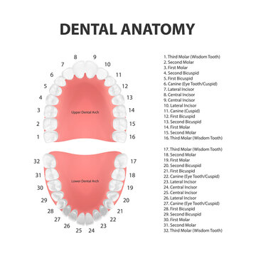 Vector 3d Realistic Teeth, Upper, Lower Adult Jaw, Top View. Anatomy Concept. Orthodontist Human Teeth Scheme. Medical Oral Health. Design Template of Prosthetics, Periodontal Disease Gums, Veneers