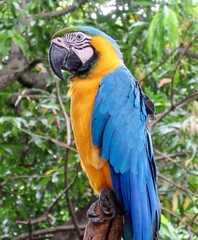blue and yellow macaw