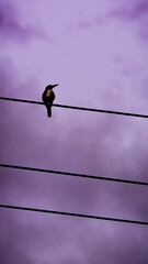 obscure silhouette of a kingfisher bird perching on a electric power cable