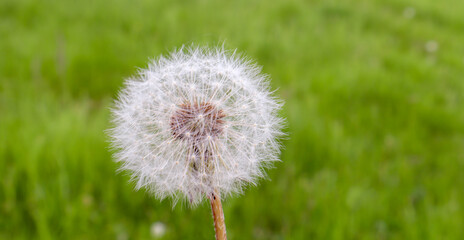 Close-up of white dandelion flower on blurred green grass background. Fluffy white seeds. Floral flower. Copy space.