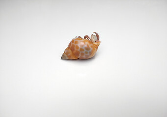Dead Hermit crab isolated on white background