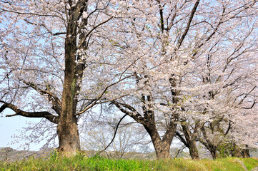 Obraz premium 桜咲く春色の風景 