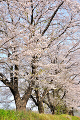 桜咲く春色の風景
