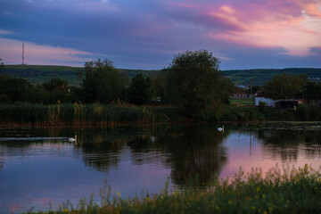 Obraz premium Beautiful wild swans swim in the lake on he background of sunset sky.