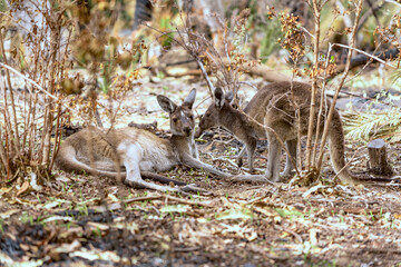 AUSTRALIA © Graciana