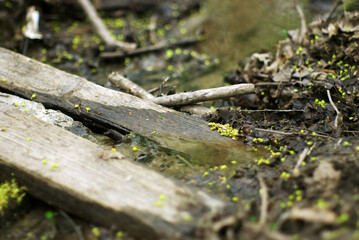 a small stream in the forest