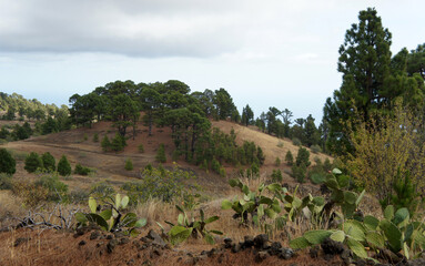 Fototapeta na wymiar Landscapes of El Hierro.Canary islands.Spain.