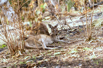 AUSTRALIA © Graciana