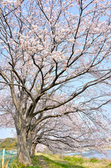 Fototapeta na wymiar 河原に咲く桜 
