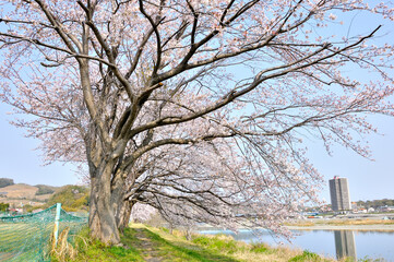 河原に咲く桜
