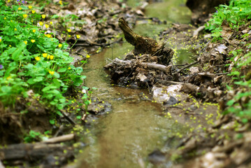 a small stream in the forest