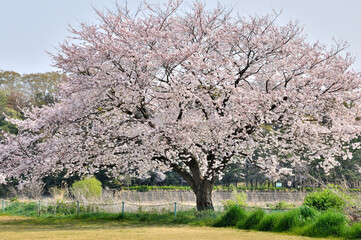 河原に咲く桜
