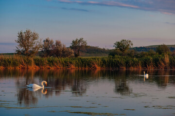 Obraz na płótnie Canvas Beautiful wild swans swim in the lake on he background of sunset sky.