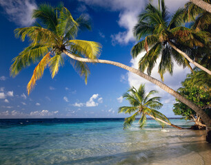 maldives, palm beach, 