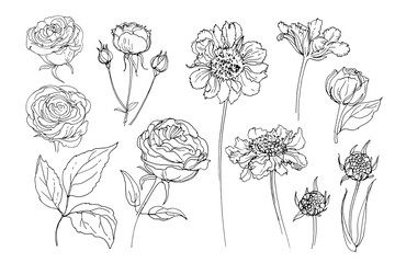 Flowers line drawn on a white background. Vector sketch of flowers. Roses, Scabious