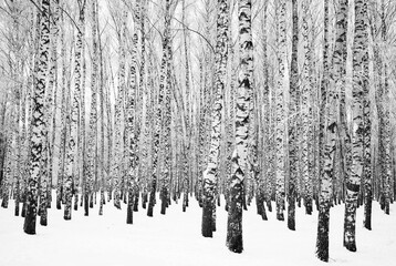 Winter birch grove with trees snow covered trees black and white